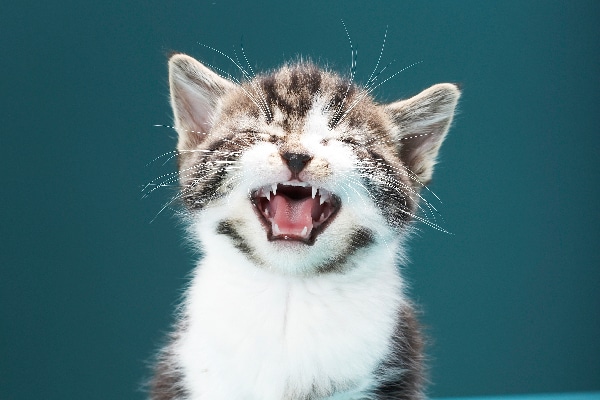 A kitten crying or making sounds with mouth open. 