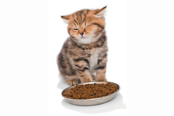 A kitten eyeing a bowl of food.