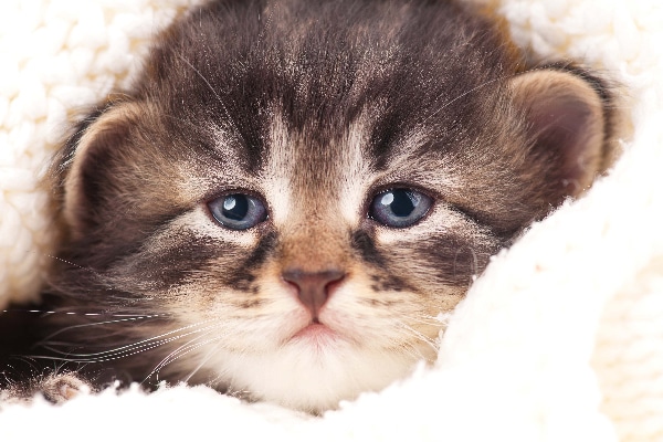 A kitten crying or looking upset, annoyed or tired. 