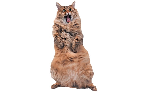 A surprised cat looking confused or standing up.