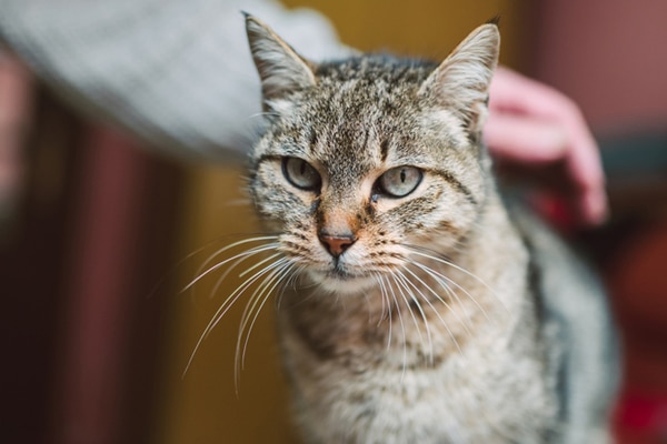 cat losing hair on back near tail