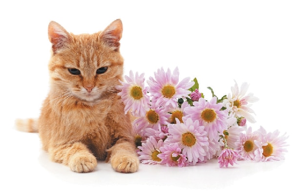 herbs to calm cats