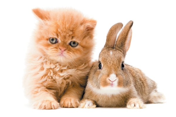 A cat and a rabbit.