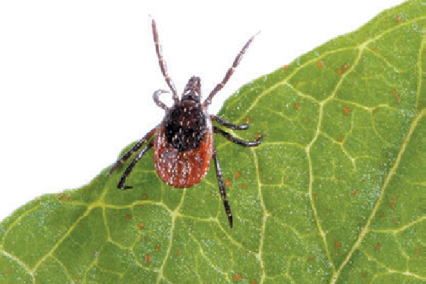 Closeup of a tick.