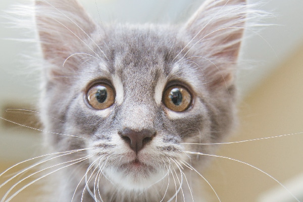 Gray cat whiskers closeup.