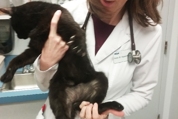 cat losing hair on one side of body