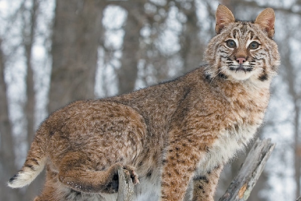 A bobcat.