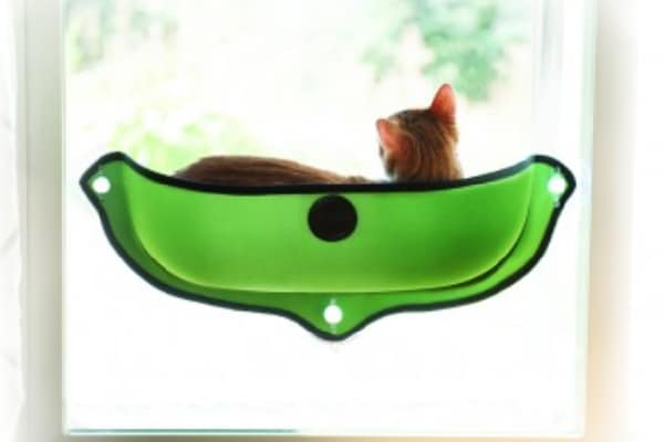 Window cat beds.