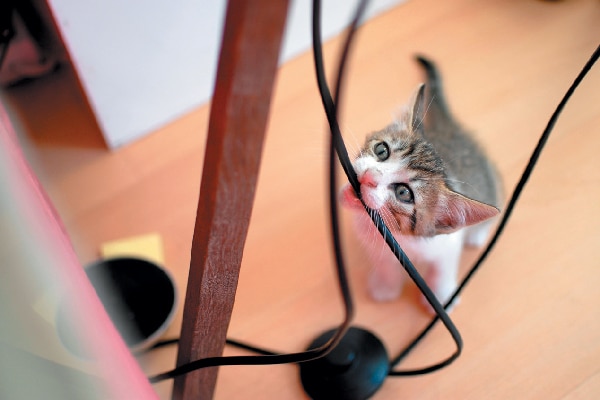 A bad, naughty kitten biting on wires.