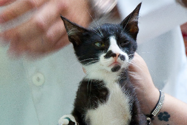 A black and white cat at a vet exam.