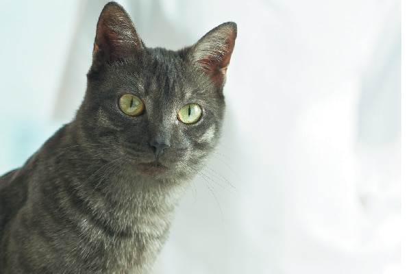 A curious cat peeking over.