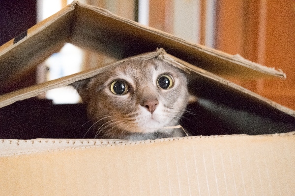 A-gray-cat-peeking-out-of-a-cardboard-bo