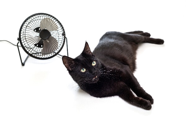 A hot black cat in the summer next to a fan.