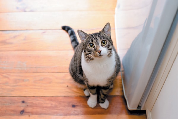 A hungry tabby cat looking up.