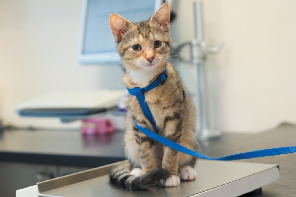 A kitten on a harness on a vet scale.