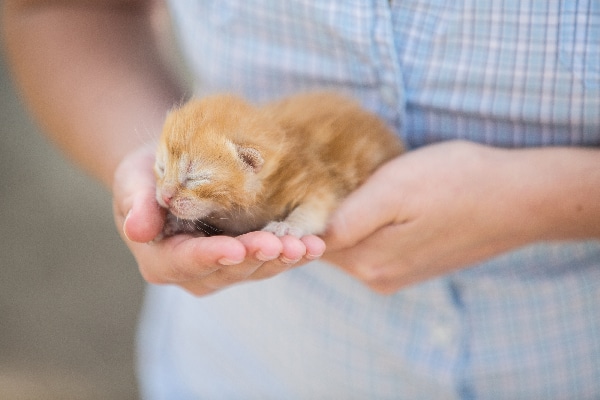 how do newborn kittens use the bathroom