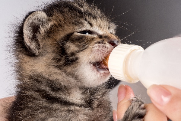 Bottle feeding a kitten.