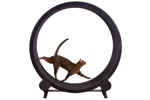 Cat Exercise Wheel, One Fast Cat ($199). onefastcat.com