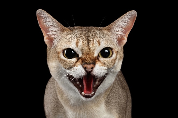 Cat Screaming — What It Sounds Like and What It Means