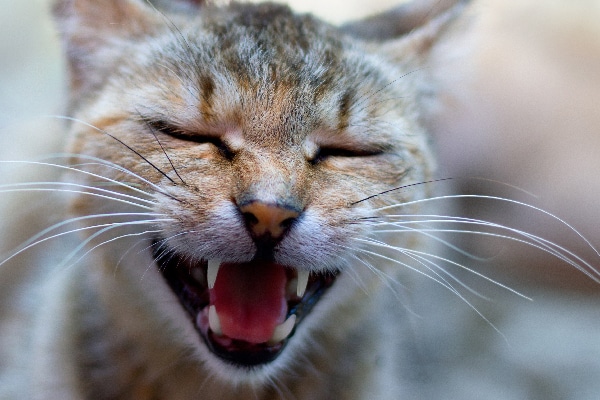 Close up of a cat screaming, yawning or making another noise with mouth open.