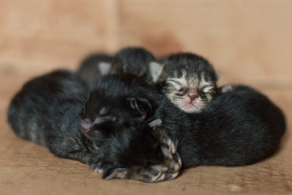 A pile of newborn tabby kittens. 