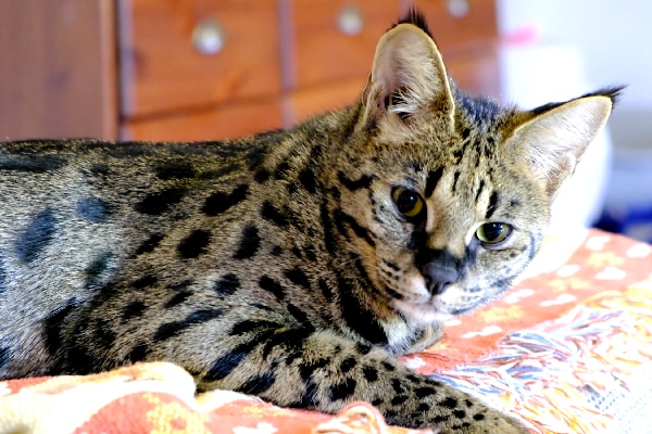 Savannah cat.