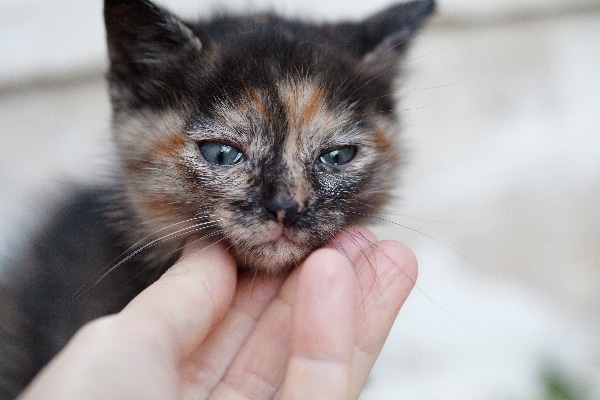 A sick tortoiseshell kitten.