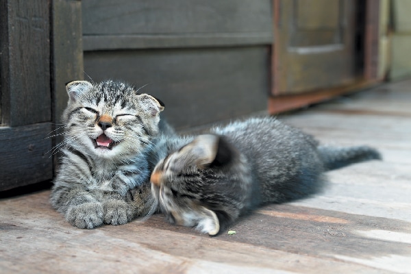 Two gray kittens playing together.