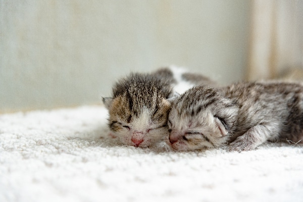 what to do with baby kittens