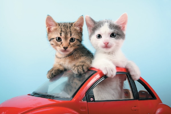 Two kittens playing together in a toy car.