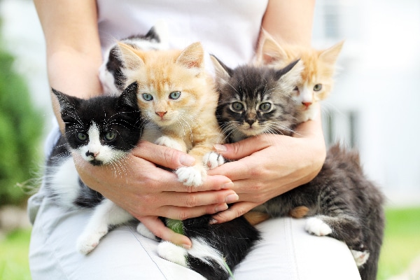 large litter of kittens