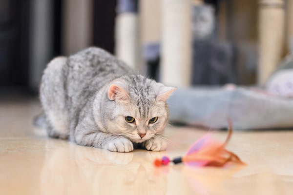 A grey grey starring at a feather toy in front of her.