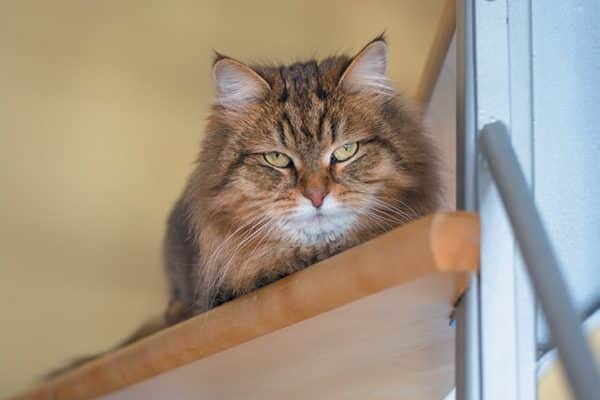 Angry brown cat starring from a ledge.