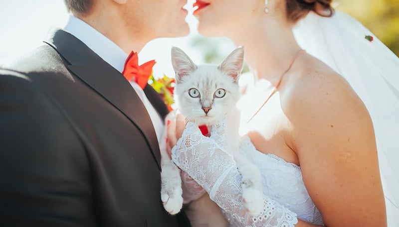 bride and groom with their cat