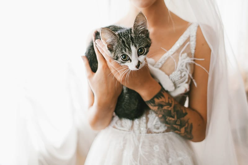 bride holding a cat