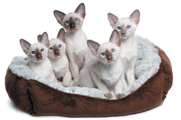 Five white kittens with blue eyes sitting together in their bed. 