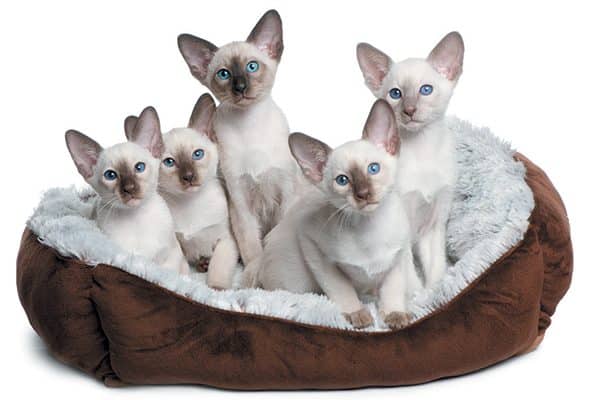 Five white kittens with blue eyes sitting together in their bed.