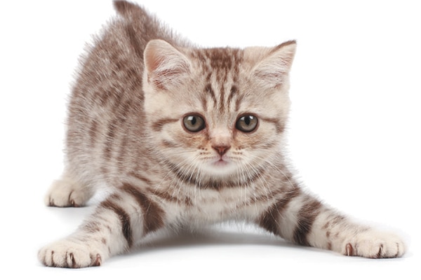 Striped kitten with front paws spread out wide.