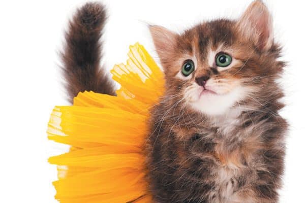 Tiny brown kitten in a yellow tutu.