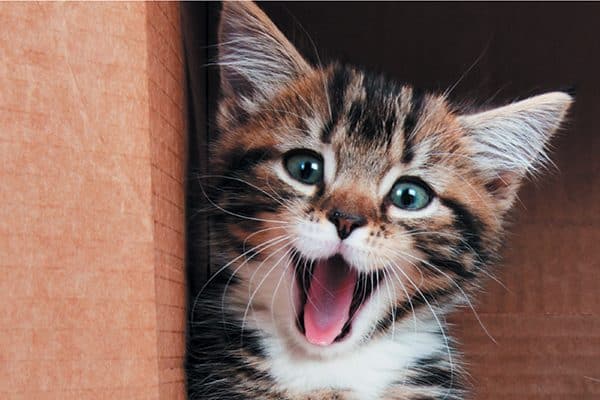 Kitten's face with her mouth open wide in a meow.