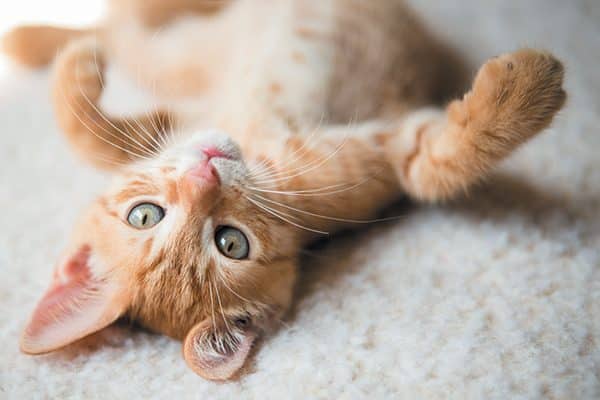 Orange kitten on his back looking directly into the camera.
