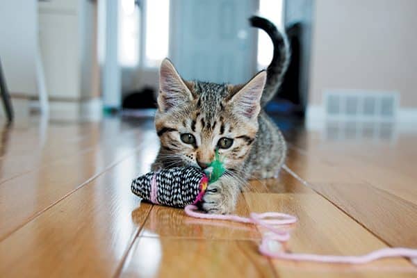 Kitten playing with a toy mouse on the floor.