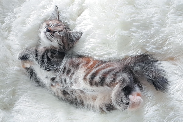 Grey kitten sleeping on a furry white blanket.