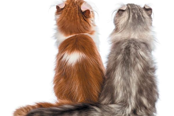 One orange and one grey kitten with their backs faced to the camera.