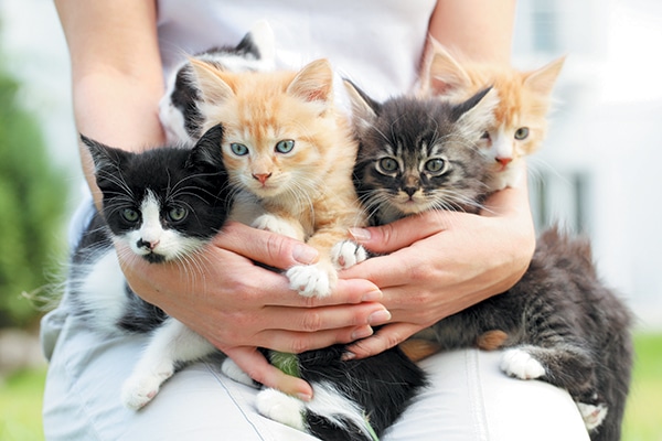 Five kittens being held in a person's arms.