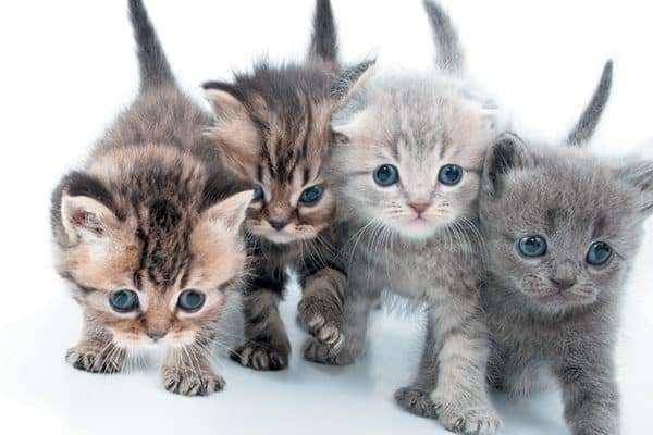 Four kittens standing together with big blue eyes. 