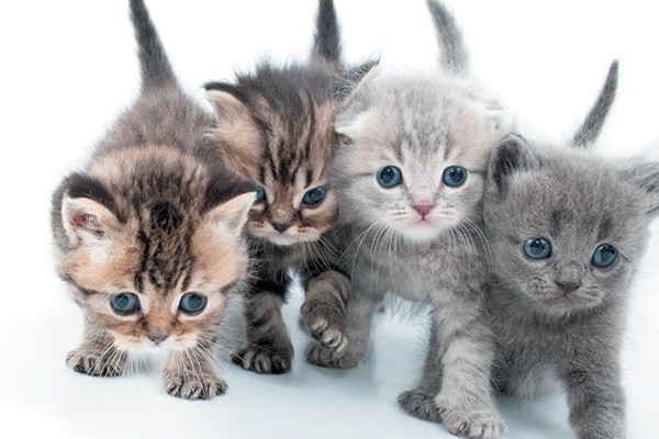 Kitten Color Chart