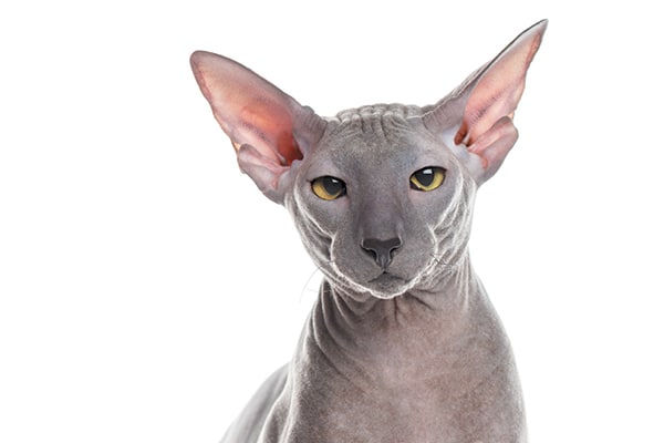 The Peterbald Cat — 11 Facts You Need 