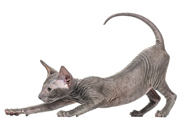 Peterbald pouncing at the floor with his tail up.