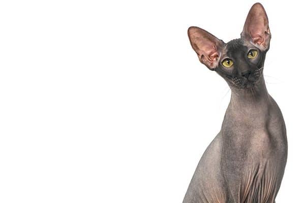 Peterbald cat hd зурган илэрцүүд